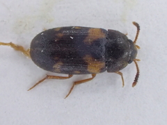 Mycetophagus salicis