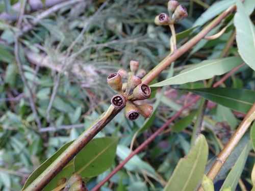 Eucalyptus grandis