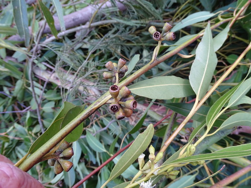 Eucalyptus grandis