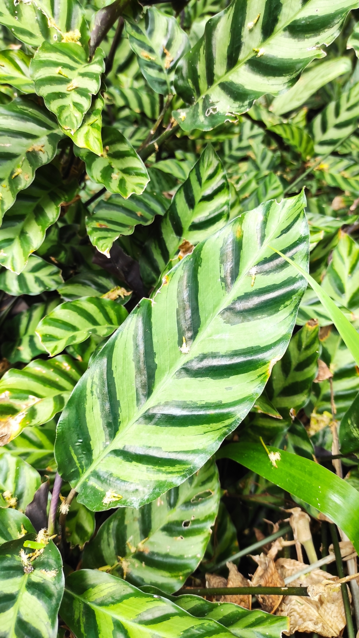 Imagem de Maranta white fusion