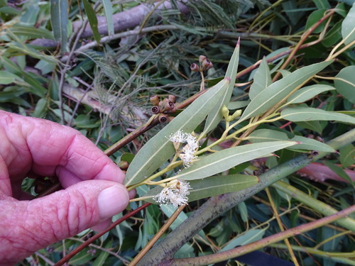 Eucalyptus grandis