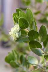 Arctostaphylos viridissima