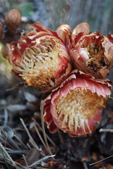 Protea subulifolia