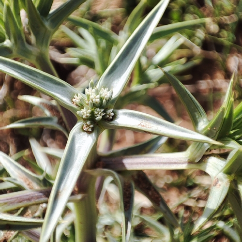 Eryngium atlanticum