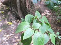 Plectranthus ecklonii