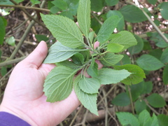 Plectranthus ecklonii
