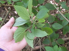 Plectranthus ecklonii