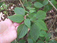 Plectranthus ecklonii