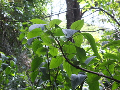 Plectranthus ecklonii