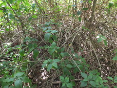 Plectranthus ecklonii