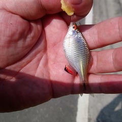 Paratanakia himantegus