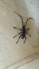 Hexatricha pulverulenta