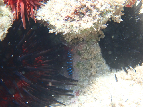Nineline goby (Ginsburgellus novemlineatus) — Gobiidae — 4