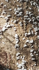 Fungi