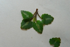 Lamium maculatum