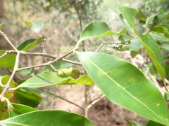 Coffea tsirananae image