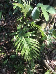 Polypodiopsida