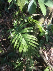 Polypodiopsida