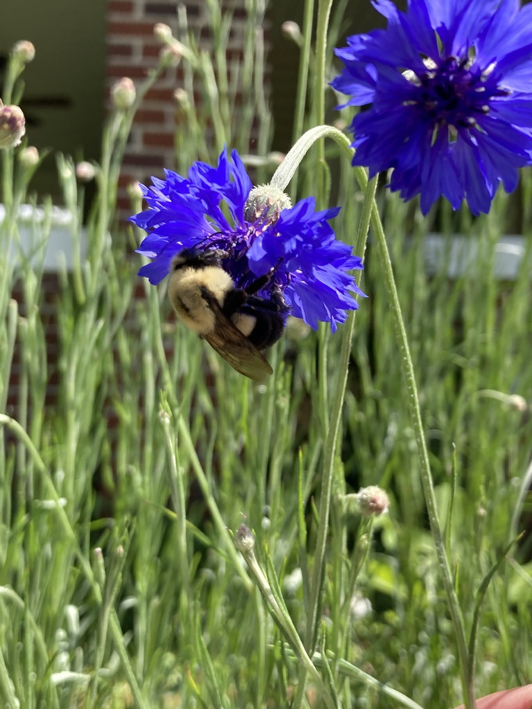 Common eastern bumble bee from texas st bolton ms us on april 28