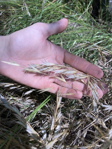 Bromus alopecuros iNat (2)