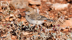 Epthianura tricolor