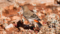 Epthianura tricolor