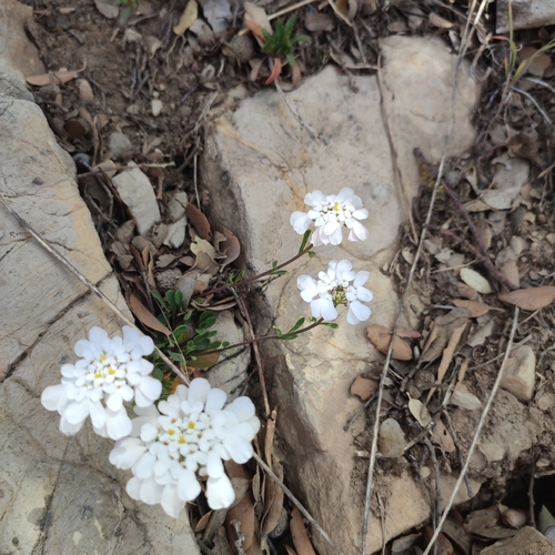 Image of Iberis gibraltarica by no rights reserved
