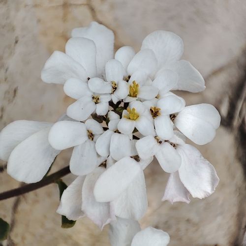 Image of Iberis gibraltarica by no rights reserved