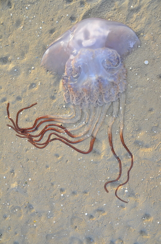 Rhizostoma luteum