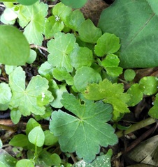 Hydrocotyle setulosa