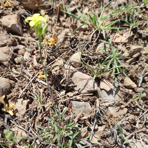 Erysimum riphaeanum image