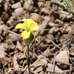 Erysimum riphaeanum image