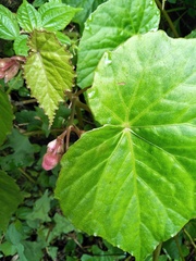 Begonia palmata