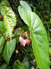 Begonia palmata