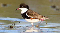 Erythrogonys cinctus