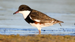 Erythrogonys cinctus