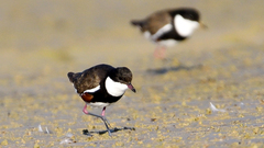 Erythrogonys cinctus