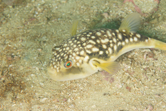 Evileye Puffer photo 5
