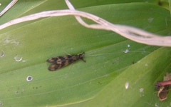 Mystacides interjectus