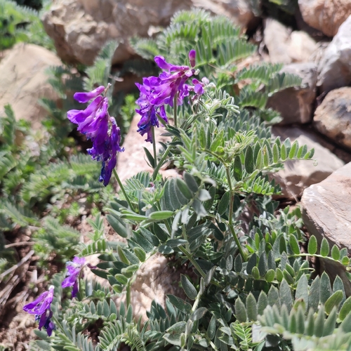 Vicia tenuifolia image