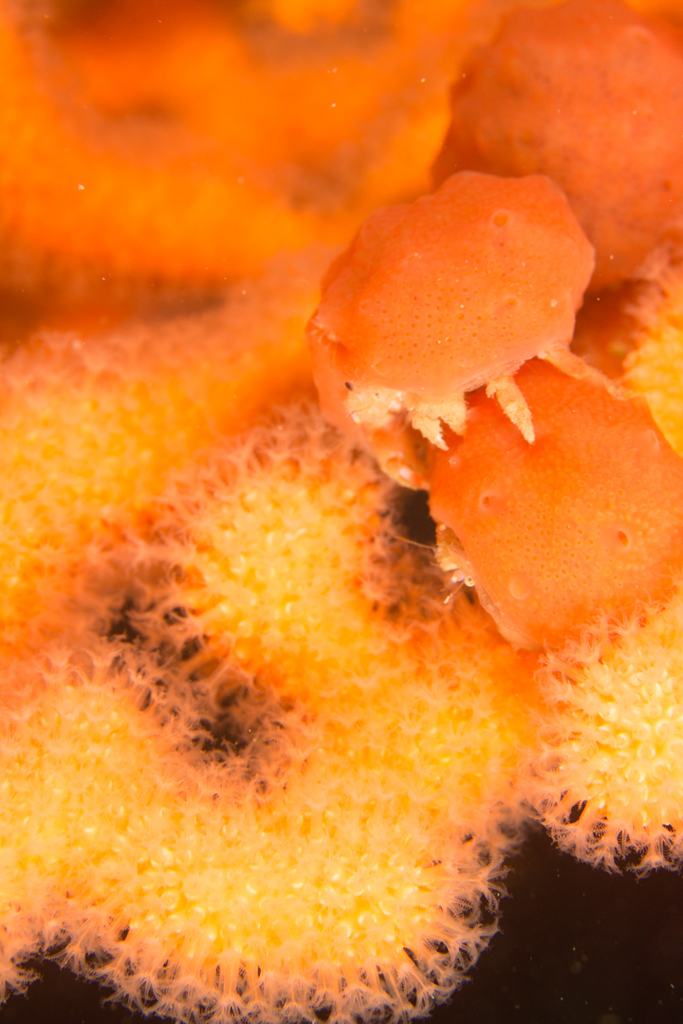 furry sponge crabs from City of Cape Town, ZAWC, ZA on April 28, 2023