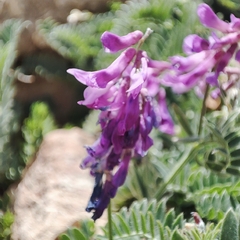 Image of Vicia tenuifolia