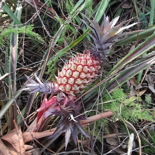 pineapple (Ananas comosus)