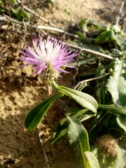 Centaurea sphaerocephala