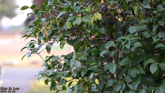 Camellia japonica
