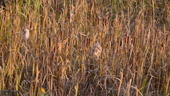 Typha orientalis