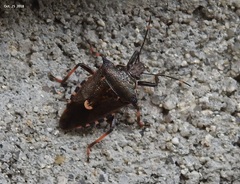 Pinthaeus sanguinipes