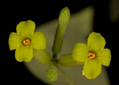 Wikstroemia nutans