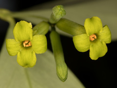 Wikstroemia nutans