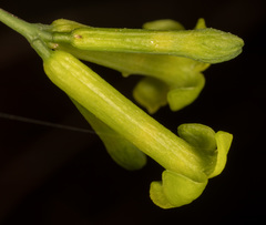Wikstroemia nutans